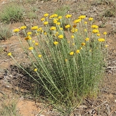 Chrysocephalum semipapposum (Clustered Everlasting) at Barton, ACT - 3 Nov 2024 by MichaelBedingfield