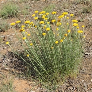 Chrysocephalum semipapposum (Clustered Everlasting) at Barton, ACT by MichaelBedingfield