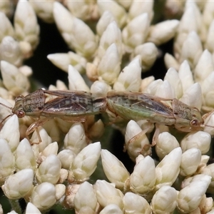 Lygaeidae (family) at Acton, ACT by TimL