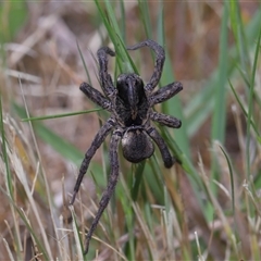 Tasmanicosa sp. (genus) (Unidentified Tasmanicosa wolf spider) at Yarralumla, ACT - 5 Nov 2024 by TimL