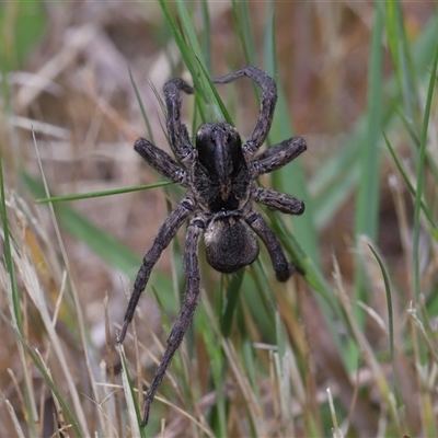 Tasmanicosa sp. (genus) (Tasmanicosa wolf spider) at Yarralumla, ACT - 5 Nov 2024 by TimL