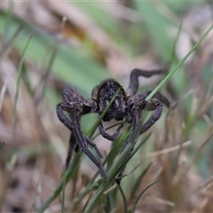 Tasmanicosa sp. (genus) at Yarralumla, ACT - 5 Nov 2024