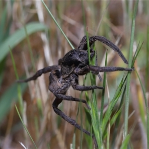 Tasmanicosa sp. (genus) at Yarralumla, ACT - 5 Nov 2024