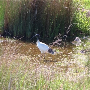 Threskiornis molucca (Australian White Ibis) at Beechworth, VIC by MB