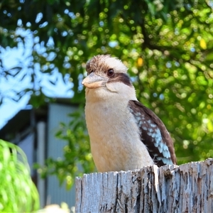 Dacelo novaeguineae (Laughing Kookaburra) at Beechworth, VIC by MB