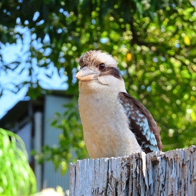 Dacelo novaeguineae (Laughing Kookaburra) at Beechworth, VIC - 21 Oct 2024 by MB