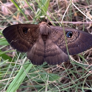 Dasypodia selenophora (Southern old lady moth) at Wanniassa, ACT by sduus