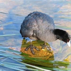 Fulica atra (Eurasian Coot) at Beechworth, VIC by MB