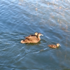 Anas superciliosa (Pacific Black Duck) at Beechworth, VIC - 21 Oct 2024 by MB