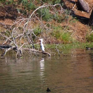 Phalacrocorax varius (Pied Cormorant) at Beechworth, VIC by MB