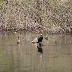 Phalacrocorax carbo (Great Cormorant) at Beechworth, VIC - 21 Oct 2024 by MB