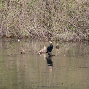 Phalacrocorax carbo at Beechworth, VIC - 21 Oct 2024 05:28 PM