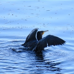 Phalacrocorax carbo at Beechworth, VIC - 21 Oct 2024