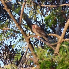 Anthochaera carunculata (Red Wattlebird) at Seymour, VIC - 23 Oct 2024 by MB