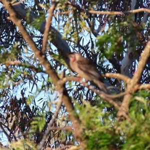 Anthochaera carunculata (Red Wattlebird) at Seymour, VIC by MB