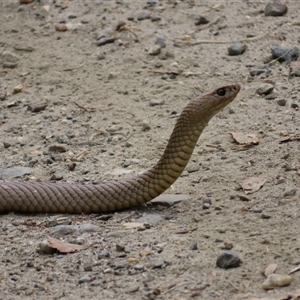 Pseudonaja textilis at Wooragee, VIC - 22 Oct 2024