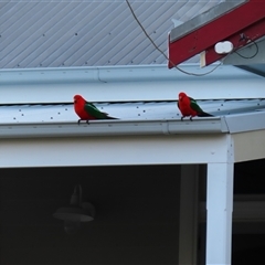 Alisterus scapularis (Australian King-Parrot) at Seymour, VIC - 24 Oct 2024 by MB