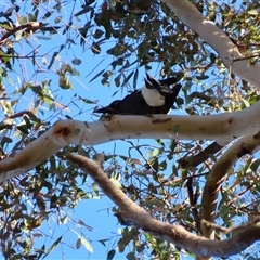 Strepera graculina (Pied Currawong) at Hilldene, VIC - 23 Oct 2024 by MB