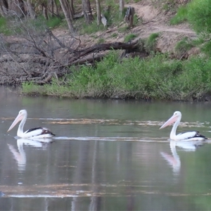 Pelecanus conspicillatus (Australian Pelican) at Hilldene, VIC by MB