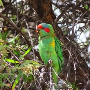 Glossopsitta concinna at Boort, VIC by MB