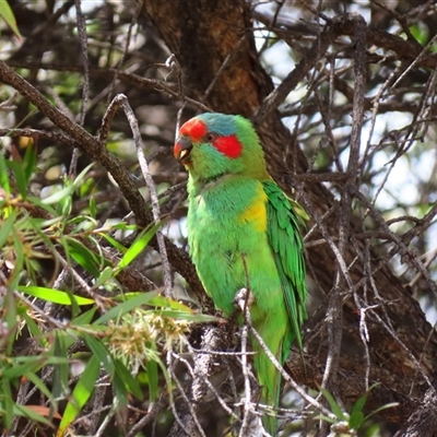 Glossopsitta concinna (Musk Lorikeet) at Boort, VIC - 24 Oct 2024 by MB