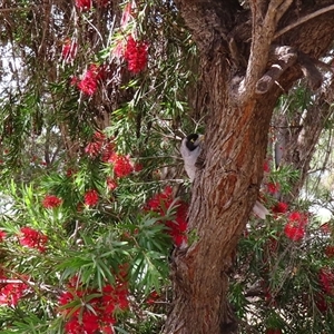 Manorina melanocephala at Boort, VIC - 24 Oct 2024