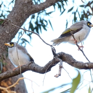 Manorina melanocephala at Boort, VIC - 24 Oct 2024