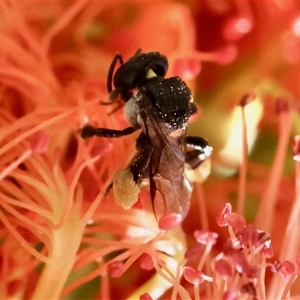 Exoneura sp. (genus) (A reed bee) at Moruya, NSW by LisaH