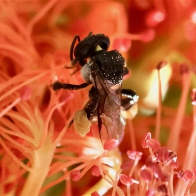 Exoneura sp. (genus) (A reed bee) at Moruya, NSW - 6 Nov 2024 by LisaH