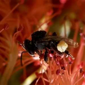 Tetragonula carbonaria at Moruya, NSW - suppressed