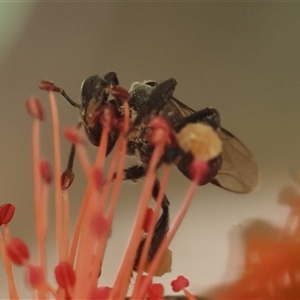 Tetragonula carbonaria at Moruya, NSW - suppressed