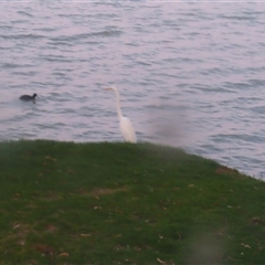 Ardea alba (Great Egret) at Boort, VIC - 25 Oct 2024 by MB