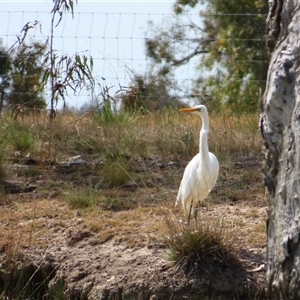 Ardea alba at Horsham, VIC - 25 Oct 2024