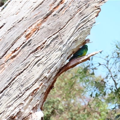 Psephotus haematonotus (Red-rumped Parrot) at Horsham, VIC - 25 Oct 2024 by MB