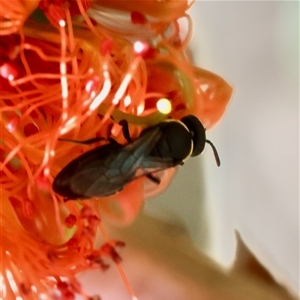 Hylaeus sp. (genus) at Moruya, NSW - suppressed