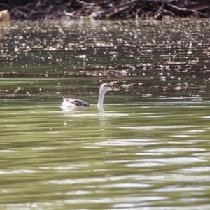 Tachybaptus novaehollandiae at Horsham, VIC by MB