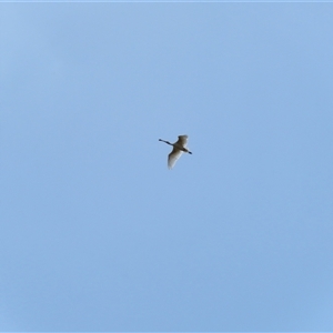 Platalea flavipes at Horsham, VIC - 25 Oct 2024 11:54 AM