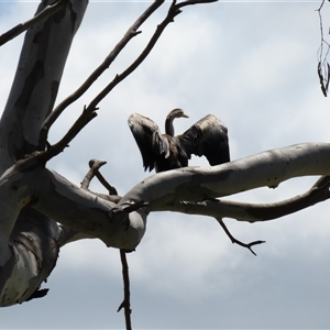 Anhinga novaehollandiae at Horsham, VIC - 25 Oct 2024