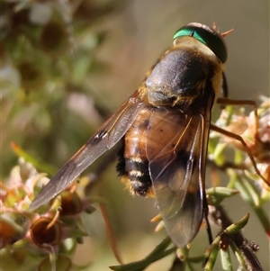 Copidapha maculiventris at Moruya, NSW - suppressed