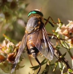 Copidapha maculiventris at Moruya, NSW - suppressed