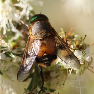 Copidapha maculiventris at Moruya, NSW - suppressed