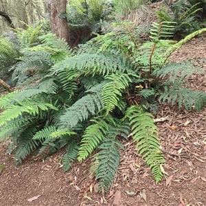 Polystichum proliferum (Mother Shield Fern) at Preston, TAS by LyndalT