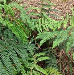 Polystichum proliferum at Preston, TAS - 6 Nov 2024