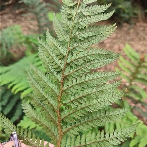 Polystichum proliferum at Preston, TAS - 6 Nov 2024