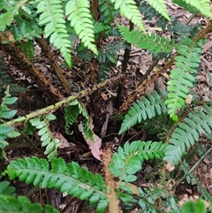 Polystichum proliferum at Preston, TAS - 6 Nov 2024