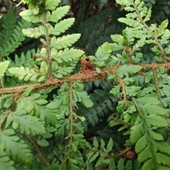 Polystichum proliferum at Preston, TAS - 6 Nov 2024 09:33 AM