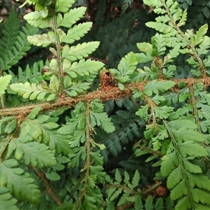 Polystichum proliferum at Preston, TAS - 6 Nov 2024