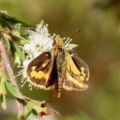 Ocybadistes walkeri (Green Grass-dart) at Moruya, NSW - 6 Nov 2024 by LisaH