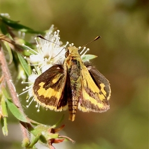 Ocybadistes walkeri (Green Grass-dart) at Moruya, NSW by LisaH