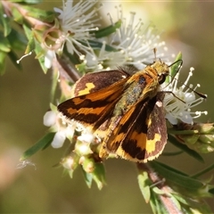 Ocybadistes walkeri at Moruya, NSW - 6 Nov 2024